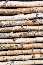 Birch Pole 6'