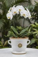 Canterbury Kew Footed Vase 5.5" Old White