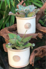 Chelsea Kew Round Herb Planter 4" Old White