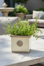Cornwall Kew Square Herb Planter 4" Ivory