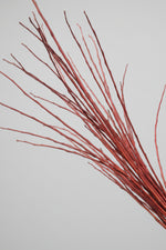 Flame Willow Medium