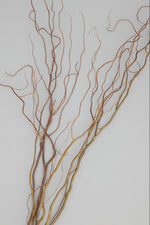 Curly Willow, Green Medium