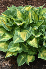 Hosta, Happy Dayz