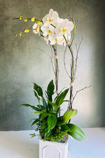 Chalet Signature Classic Orchid Egno7