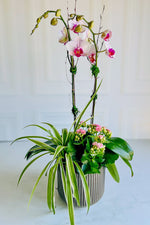 Chalet Signature Spider Orchid Habitat6