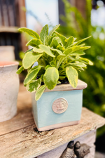 Cornwall Kew Square Herb Planter 4" Tiffany Blue