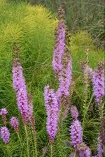Liatris, Floristan Violet