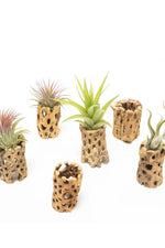 Natural Cholla Wood Containers Tall 3"