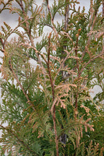 Arborvitae, Plicata, Northern Spire