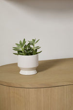 Neutral Pasadena Pot 4.5"x 4.25" Off White