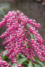 Pieris, Interstella