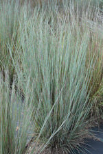 Grass, Little Bluestem Prairie Blue