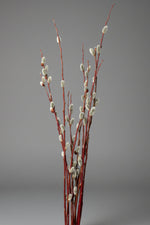 Pussy Willow, Bunch of Stems Branched Tips