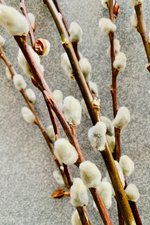 Pussy Willow, Seasonal Stem bunch Medium