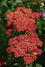 Yarrow, Strawberry Seduction