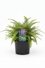 Fern, Lemon Button 3.5"