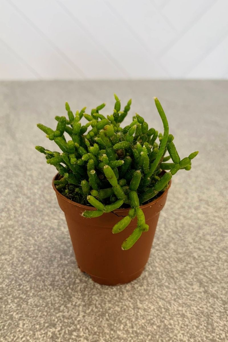 rhipsalis succulent Succulent, Rhipsalis 2"