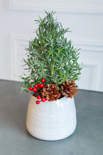 Chalet Signature Lavender Tree Tegan 5"