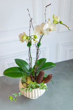 Chalet Signature White Orchid Sonata 7"