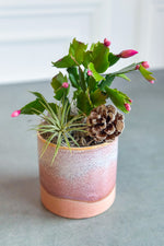 Chalet Signature Christmas Cactus Himalaya 3"