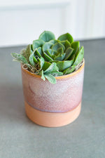 Chalet Signature Succulent Himalaya 3"