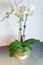 Chalet Signature White Orchid Claire 7"