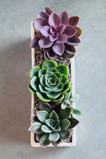 Chalet Signature Eschevaria Trio Urban 12"