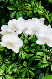 Orchid, Phalaenopsis Spp/Hyb White
