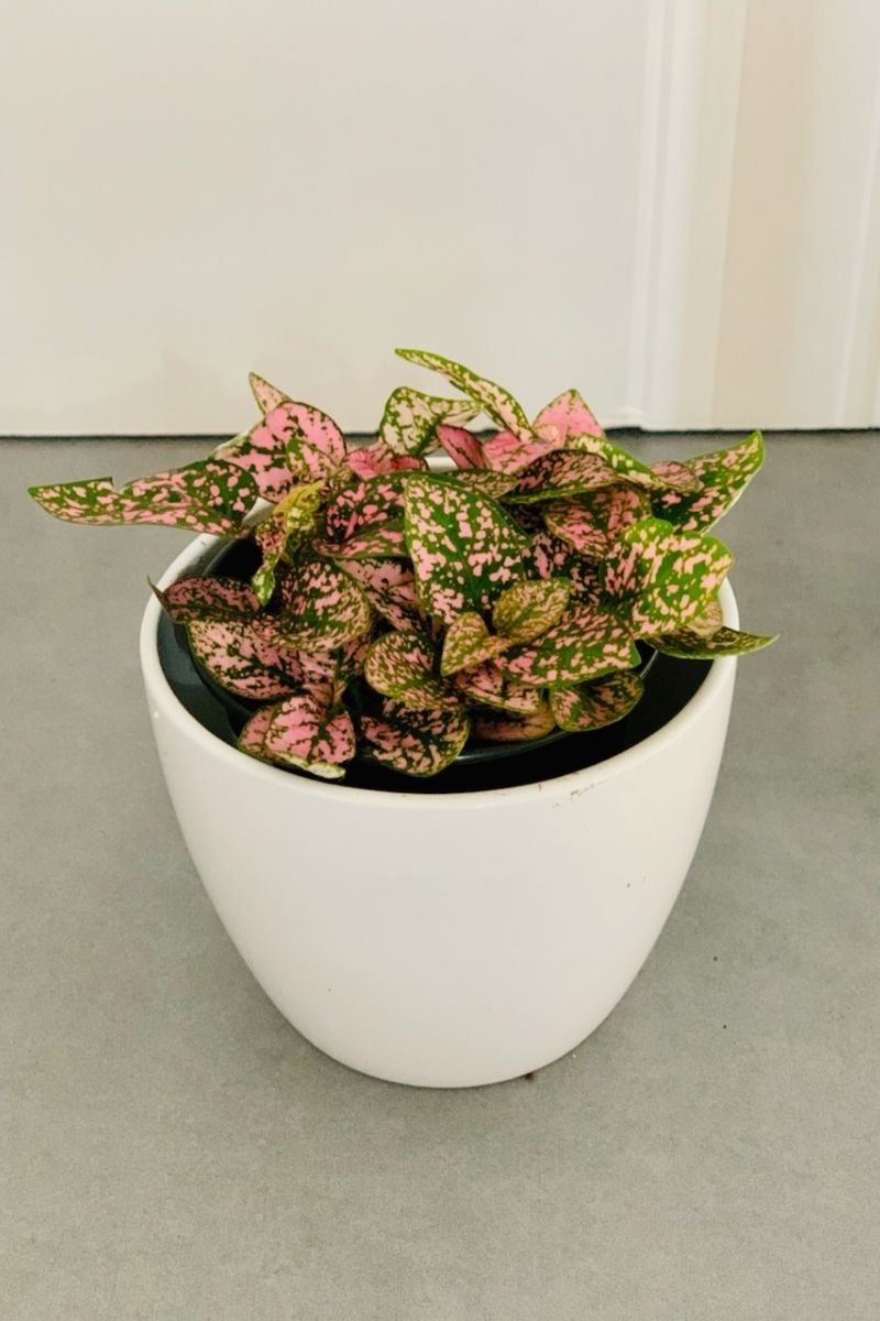pink polka dot plant indoors Hypoestes, Polka-Dot Pink 3.5" – Chalet