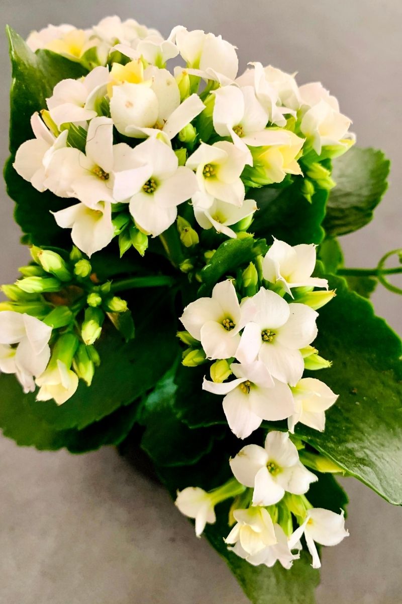 succulent with large white flower Kalanchoe, White 4" – Chalet