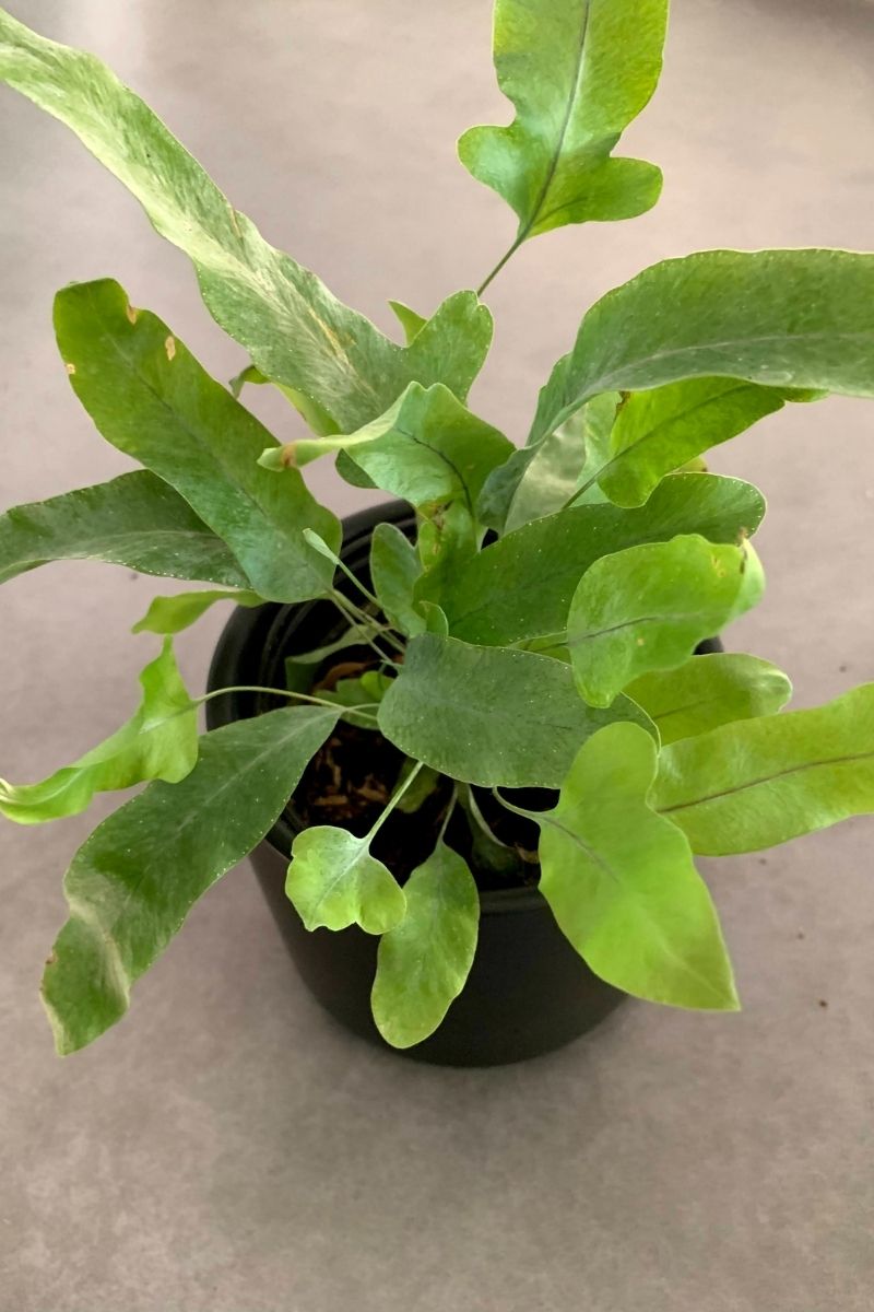 soil for blue star fern Fern, Blue Star 4"