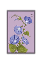 Chive Morning Glory Flower Seeds