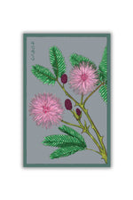 Chive Sensitive Plant Flower Seeds