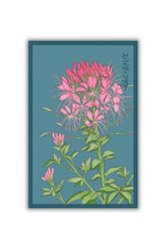 Chive Spiderflower Flower Seeds