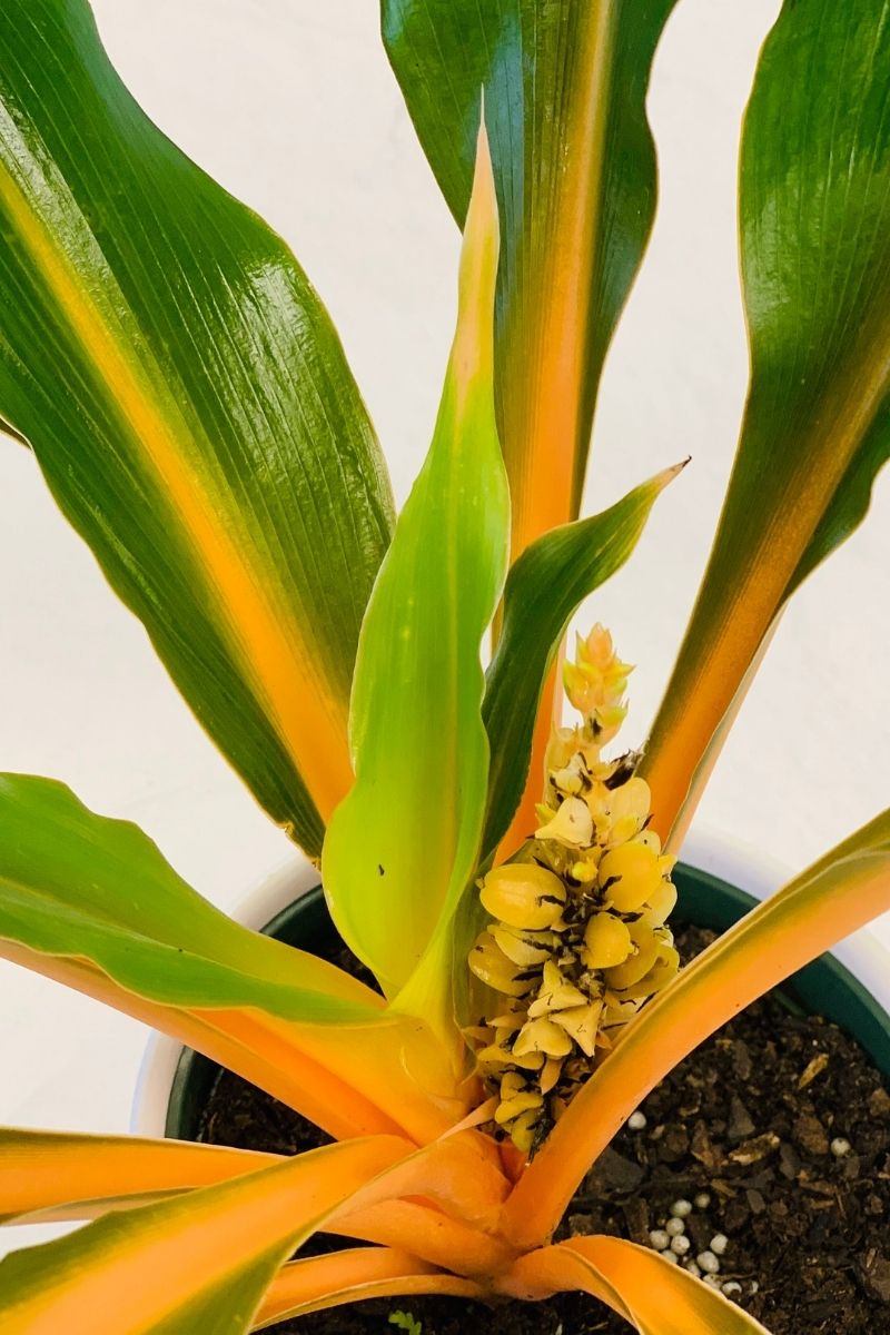 Chlorophytum Mandarin Orange 6