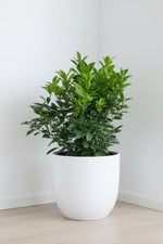 Citrus, Calamondin Bush 8"