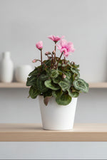 Cyclamen, Illusia 4"