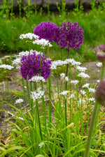 DeVroomen Allium Aflatunense Purple Sensation Bulbs 5/Pack
