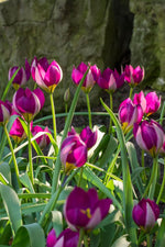 DeVroomen Tulips Specialty Humilis Persian Pearl Bulbs 10/Pack