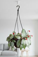 Episcia, Silver Screen 6" Hanging Basket