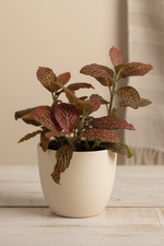 Fittonia, Red 3"