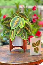 FreshCut Paper Prayer Plant