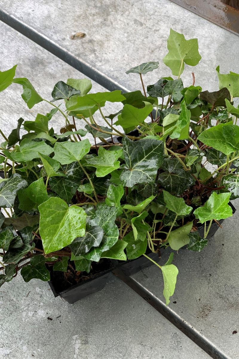 Ground Cover, Ivy Thorndle – Chalet