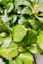 Ground Cover, Pachysandra