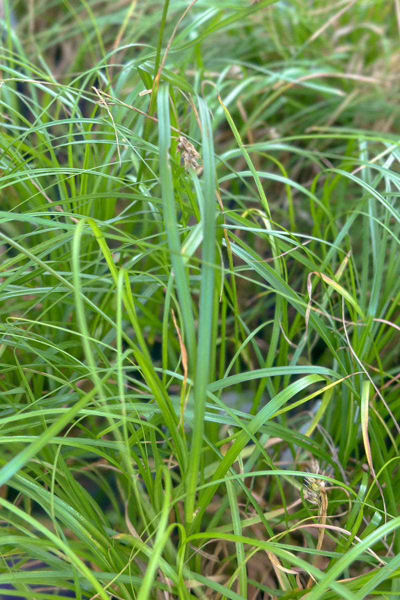 Grass, Carex Crying Time – Chalet