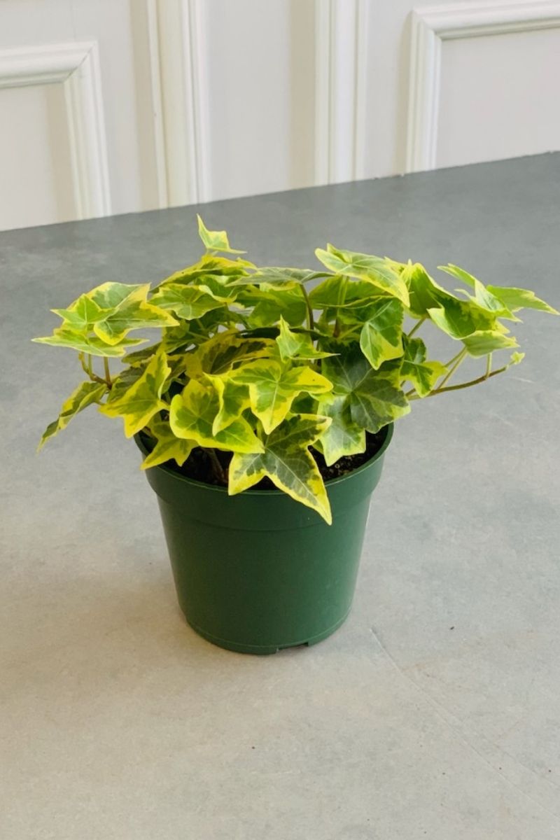 ivy house plant Ivy, English Gold Child 4" – Chalet