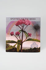 Hudson Valley Seed Co. Joe Pye Weed Seeds