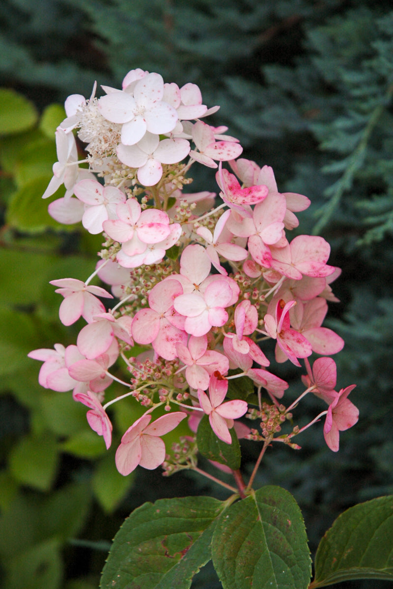 Hydrangea Panicle, Pink Diamond – Chalet
