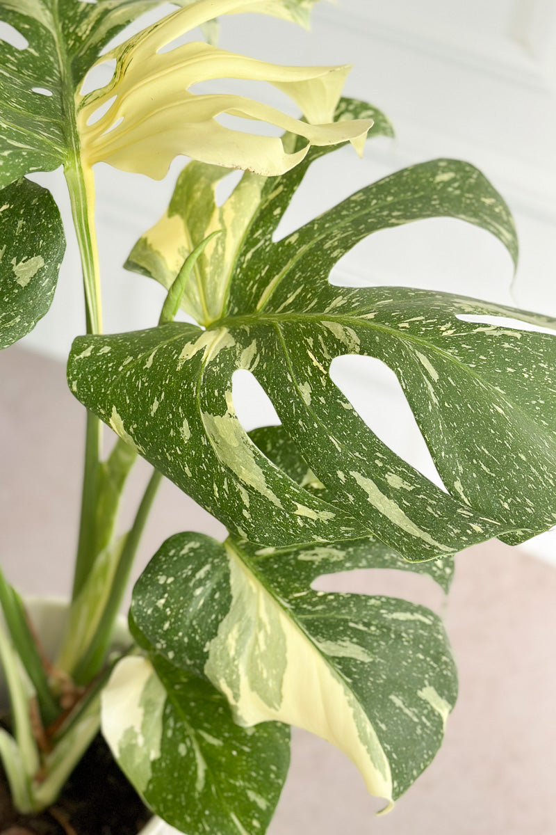 thai monstera constellation Monstera, Deliciosa Thai Constellation 10"