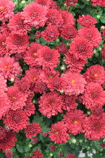 Mum, Vitamum Cherry Red